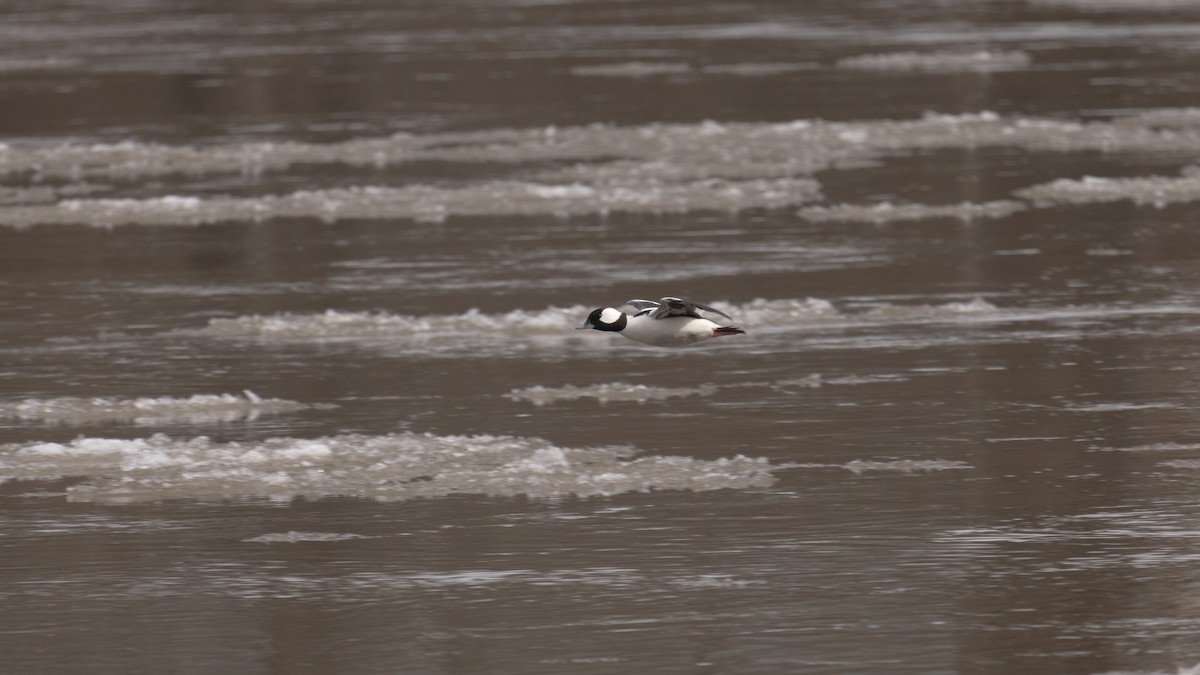 Bufflehead - ML418496111