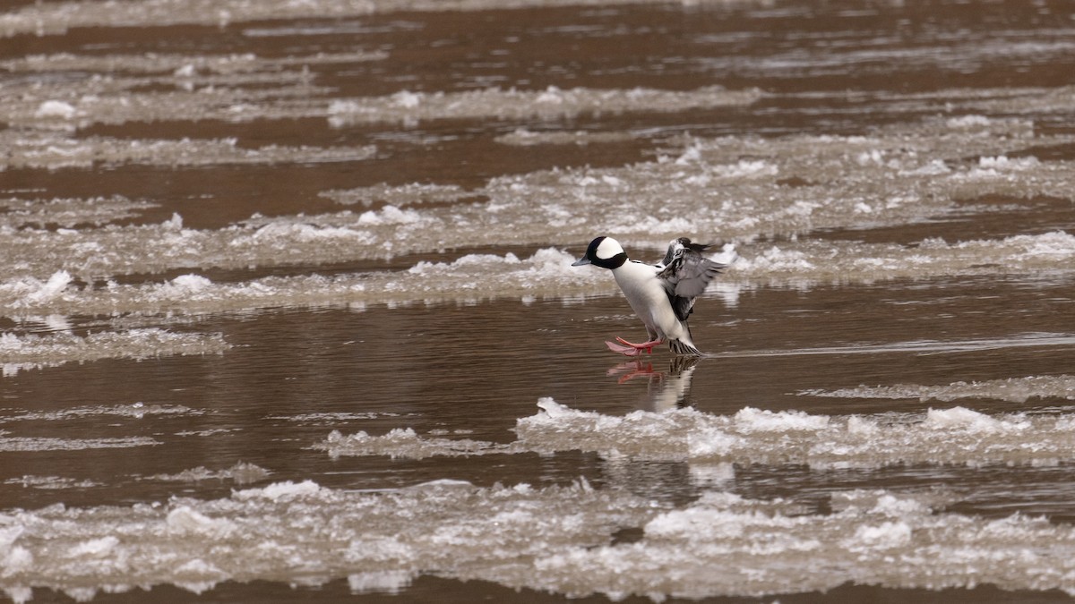 Bufflehead - ML418496121