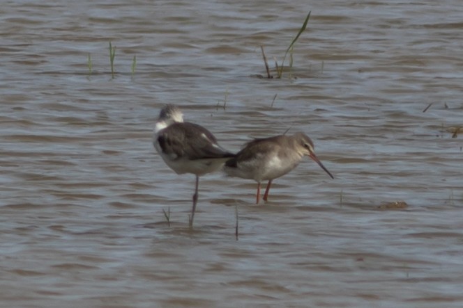 Spotted Redshank - ML418496311