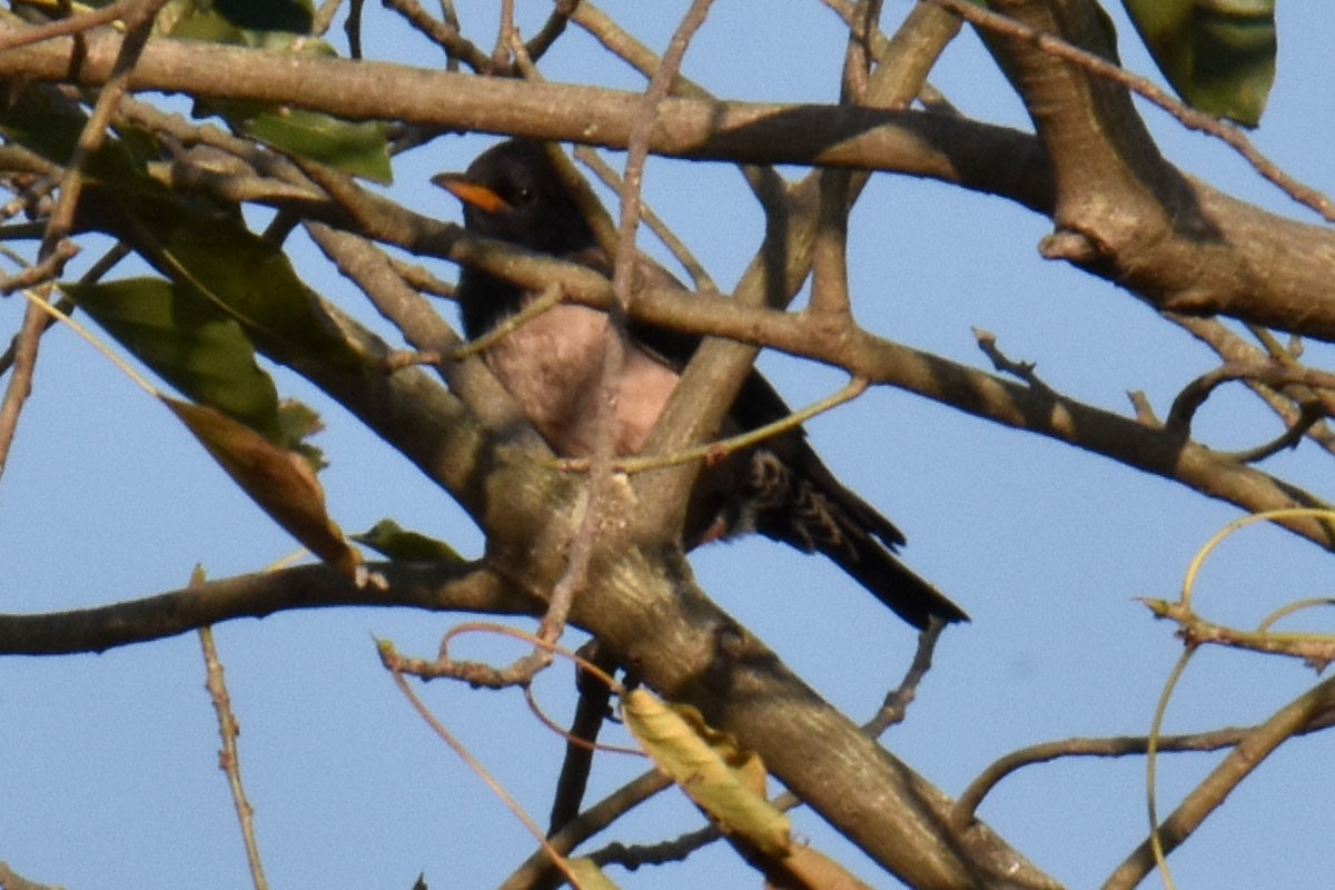 Rosy Starling - ML418497491