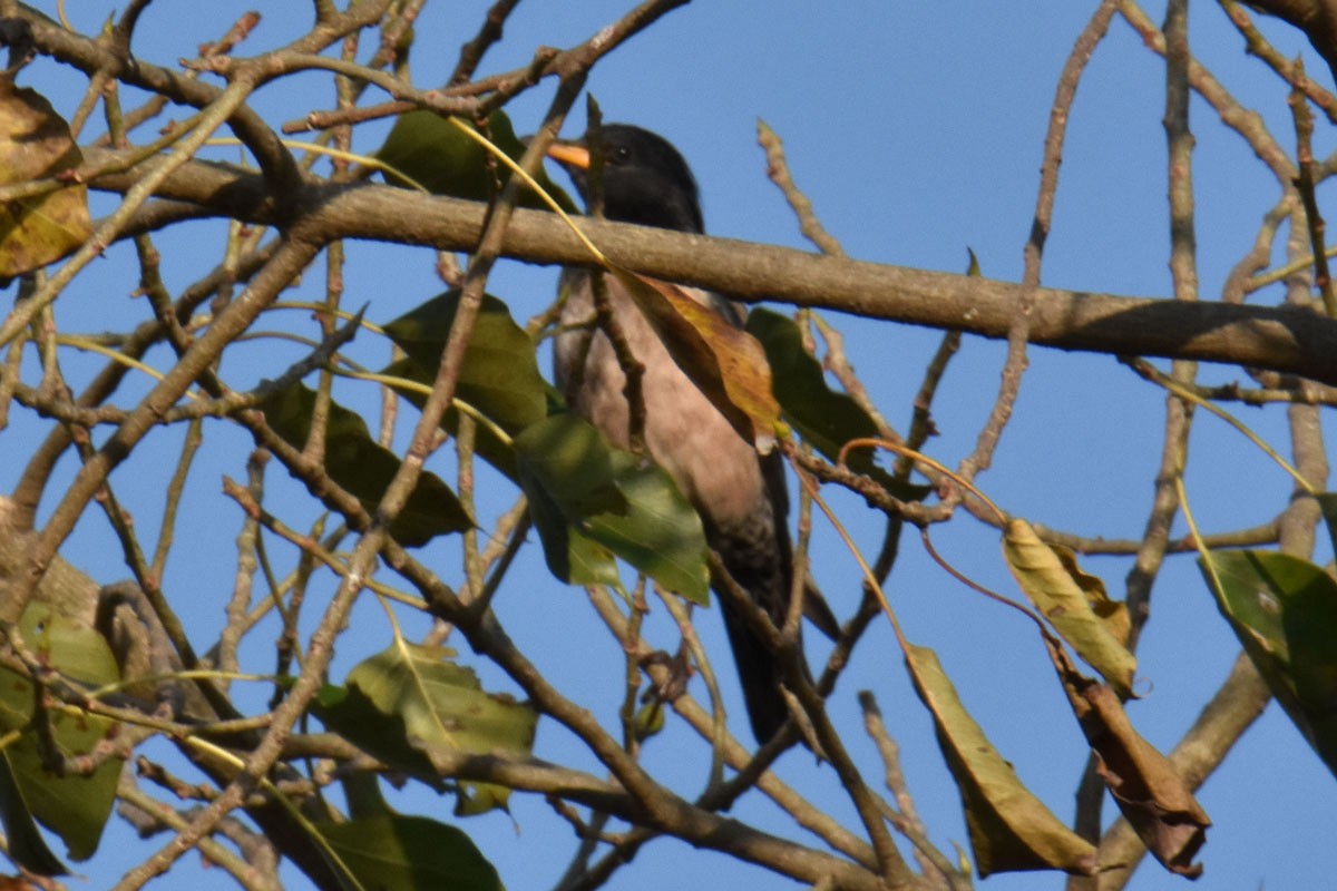 Rosy Starling - ML418497501