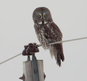 Great Gray Owl - ML418497701