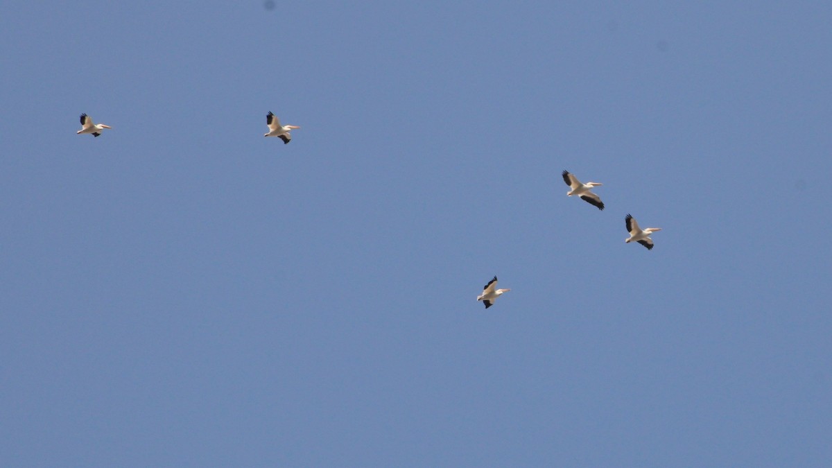 American White Pelican - ML418498361