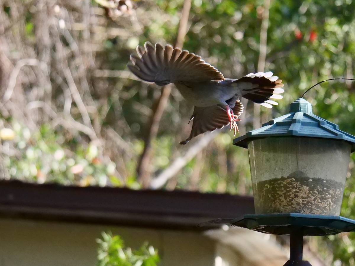 White-winged Dove - ML418498501