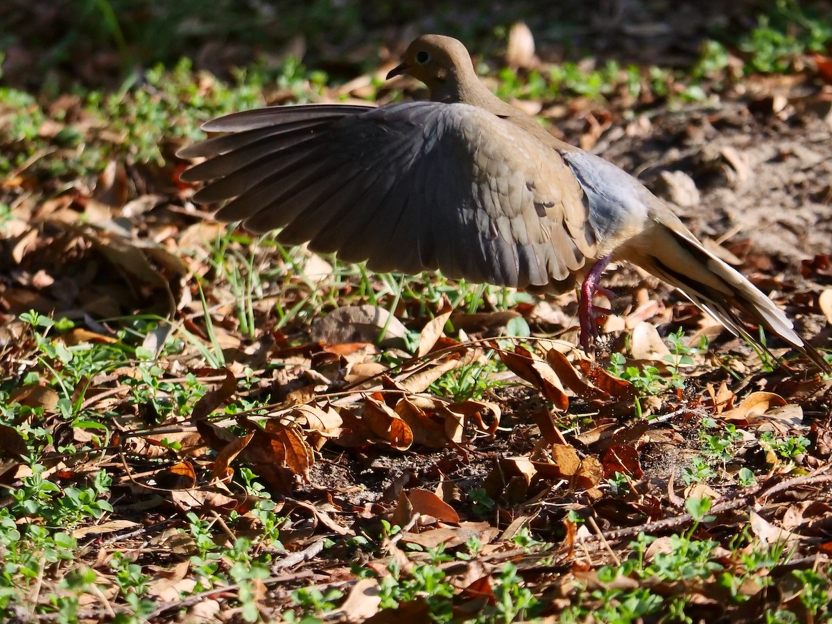 Mourning Dove - ML418498561