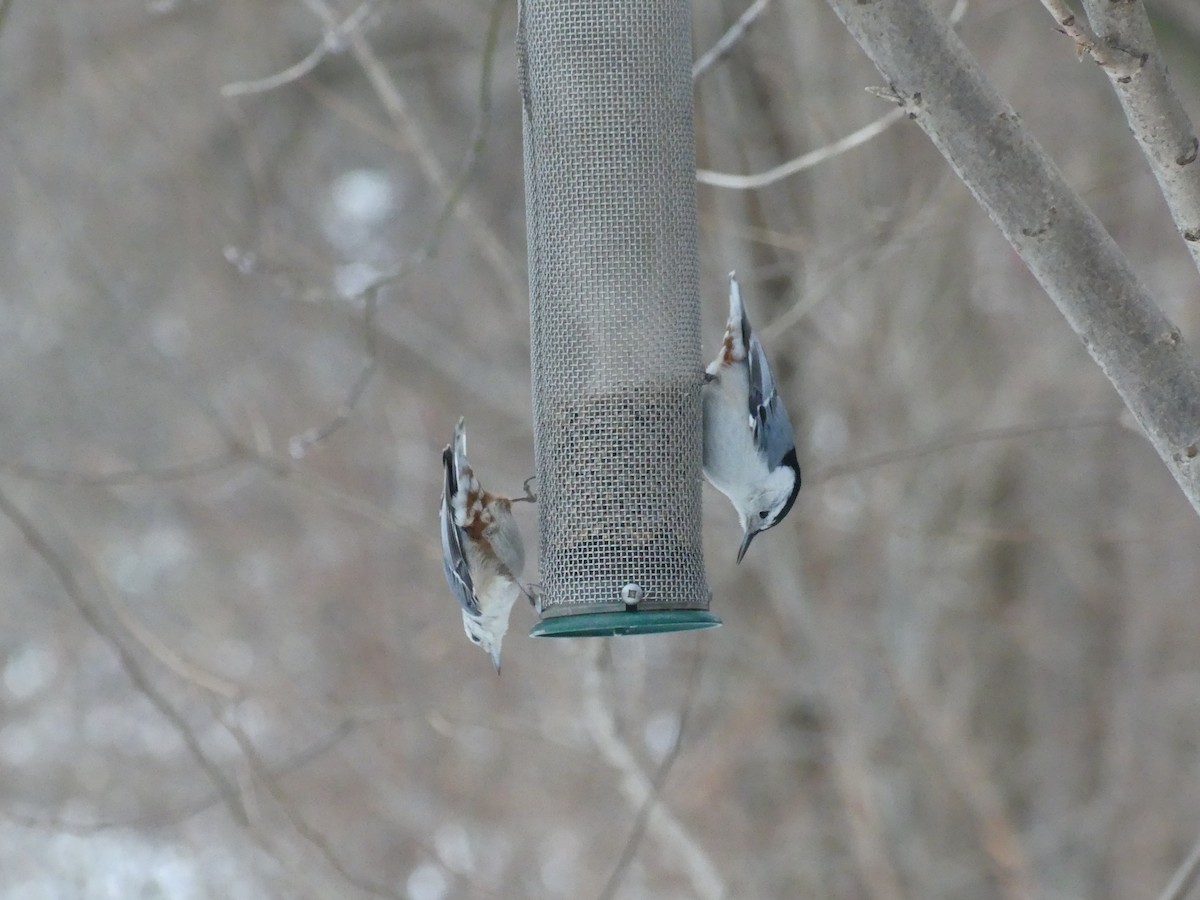 White-breasted Nuthatch - ML418500621