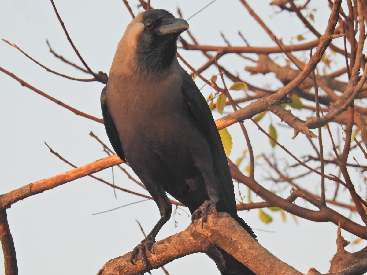 House Crow - ML418501021