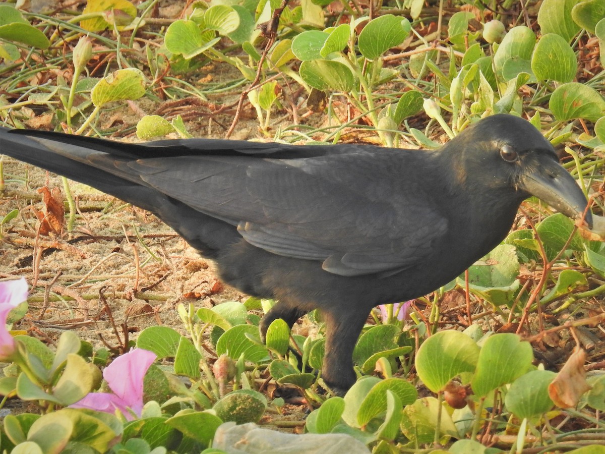 Large-billed Crow - ML418502451