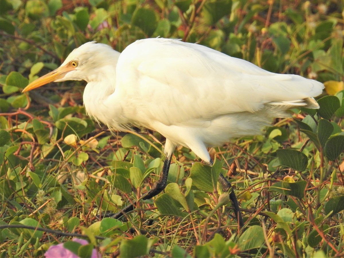 Eastern Cattle-Egret - ML418504721