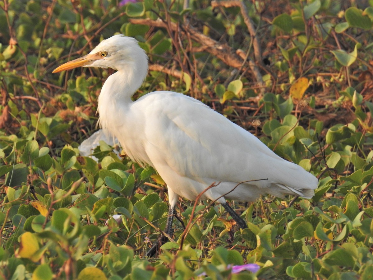 Eastern Cattle-Egret - ML418504751