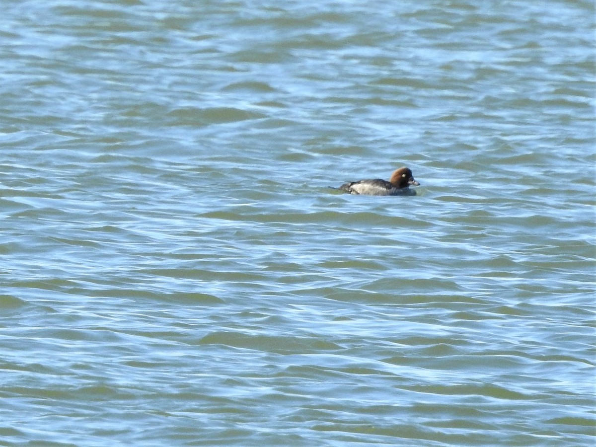 Common Goldeneye - Carol & Steve Matthews