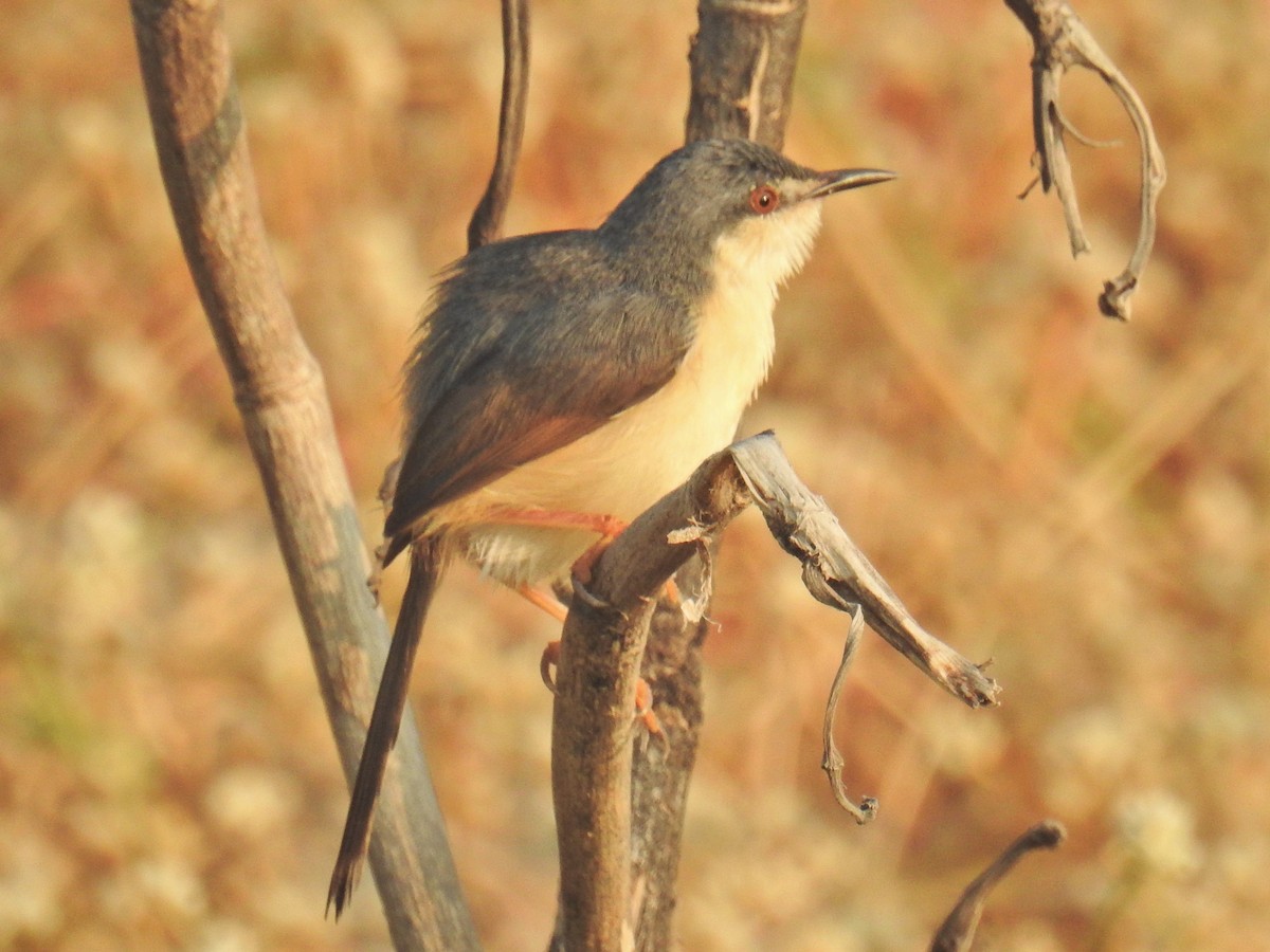 Ashy Prinia - ML418504861