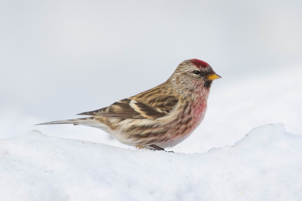 Redpoll (Common) - ML418505251