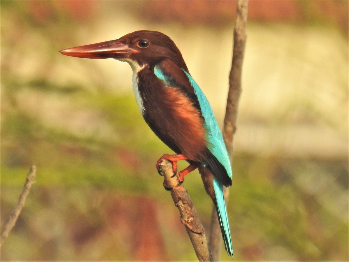 White-throated Kingfisher - ML418505851