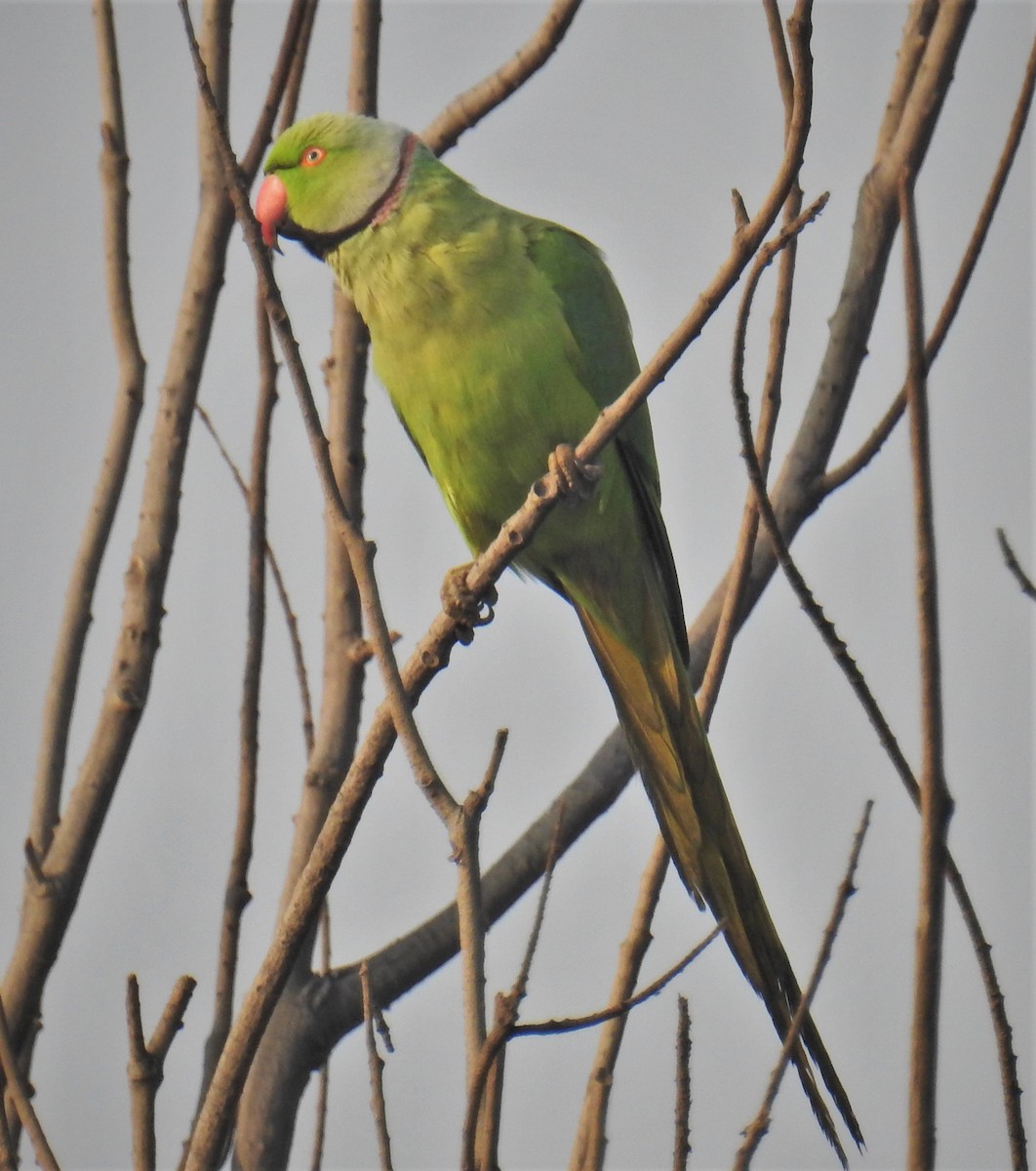 Rose-ringed Parakeet - ML418505901