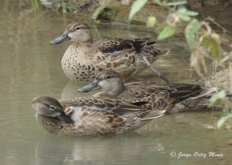 Sarcelle à ailes bleues - ML41850641