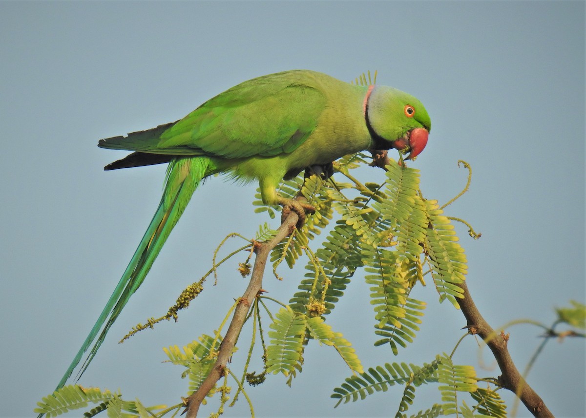 Rose-ringed Parakeet - ML418506661
