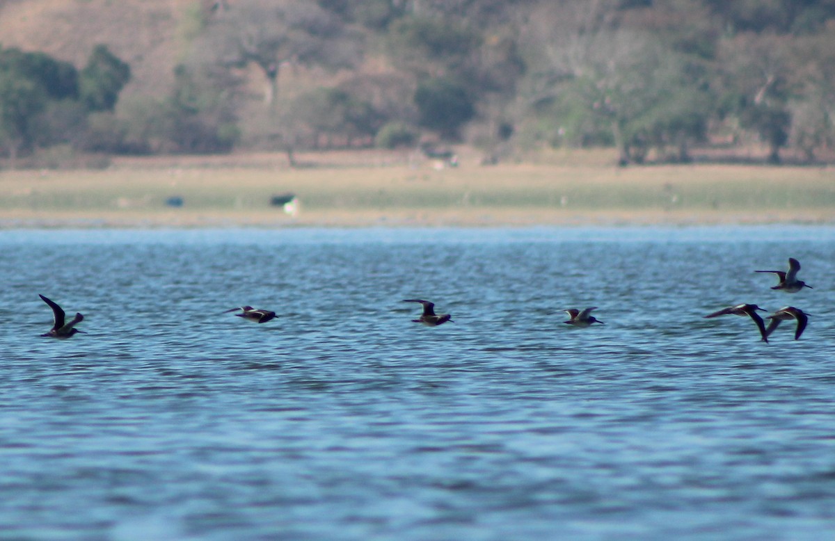 Long-billed Dowitcher - ML418506741