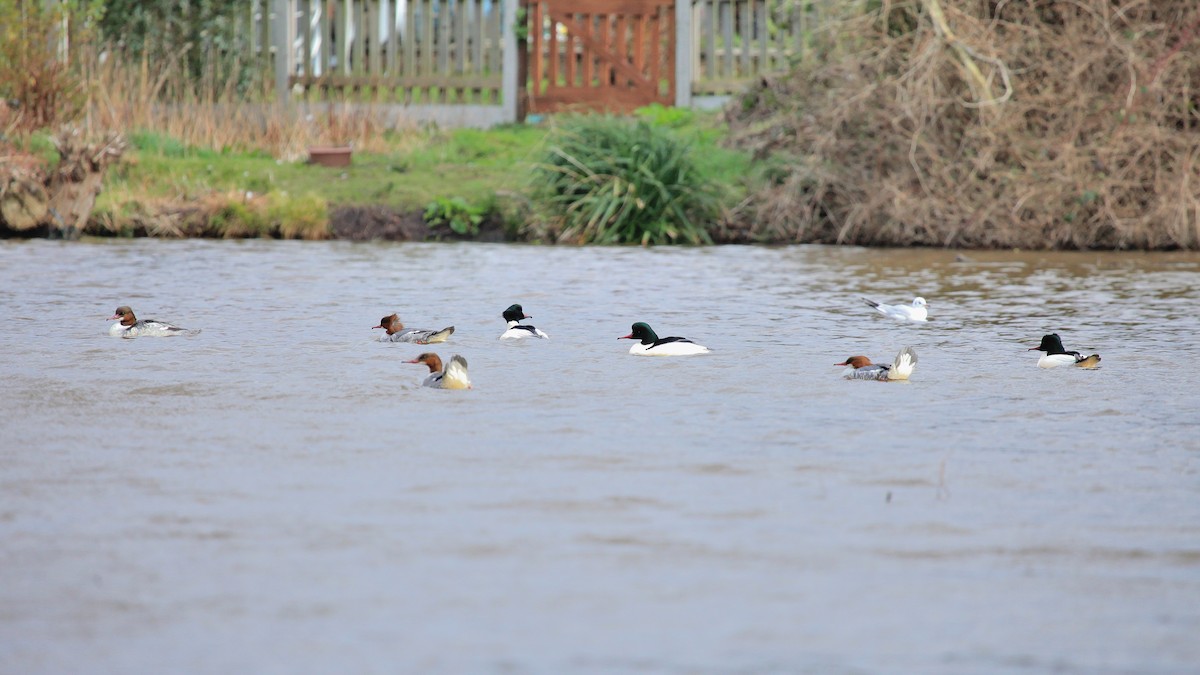 Common Merganser (Eurasian) - ML418507071