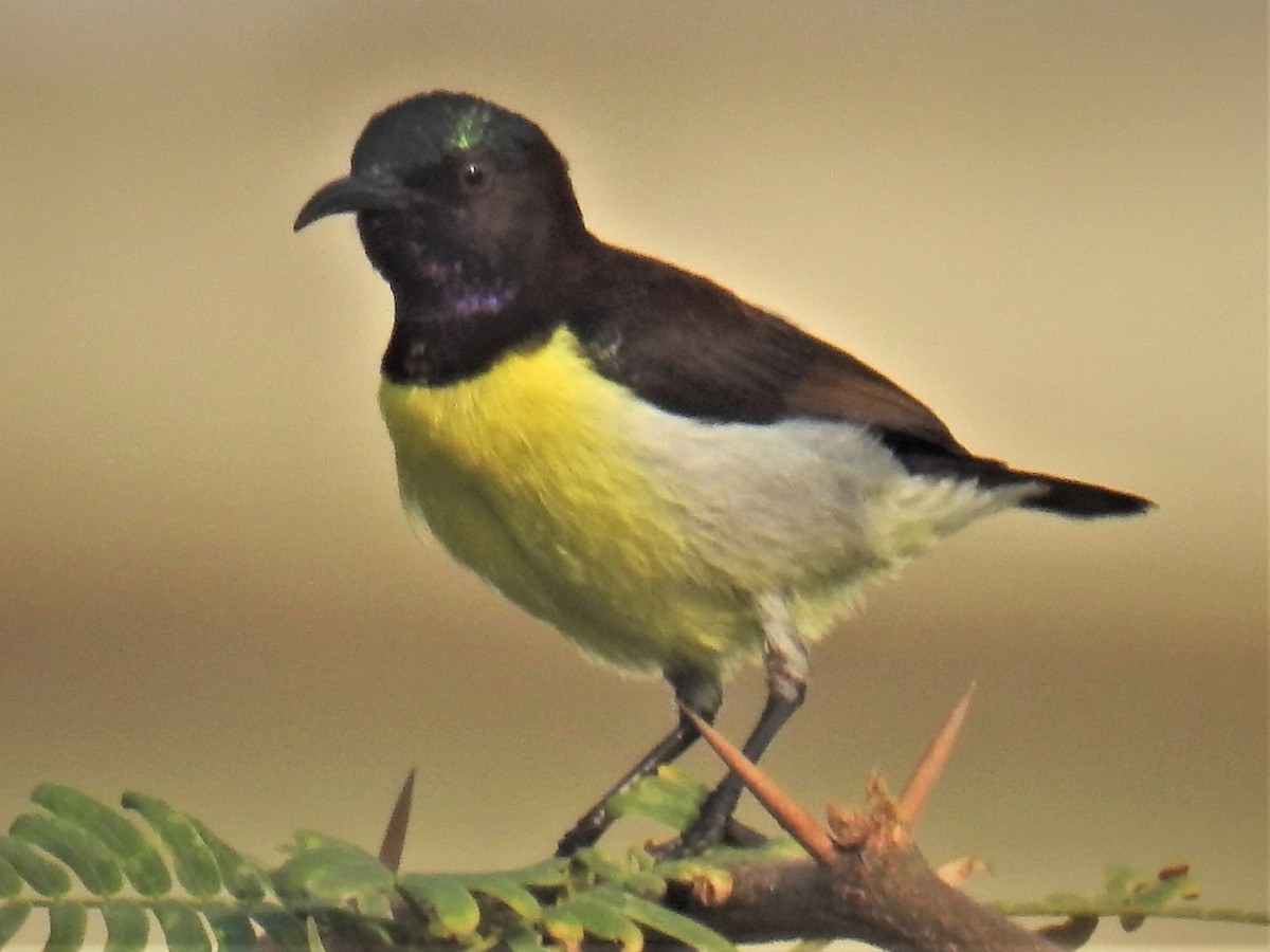 Purple-rumped Sunbird - ML418507281