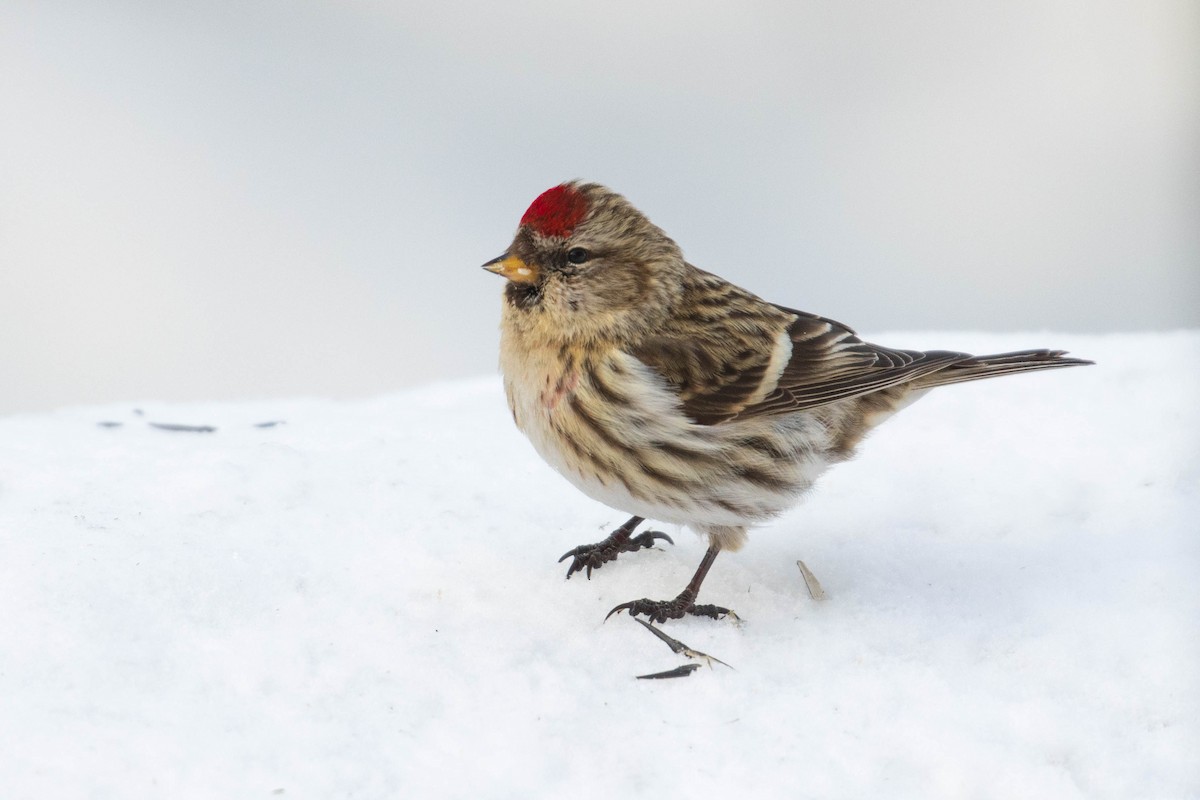 Redpoll (Common) - ML418507961