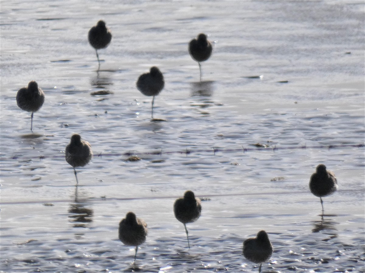 European Golden-Plover - ML418508861