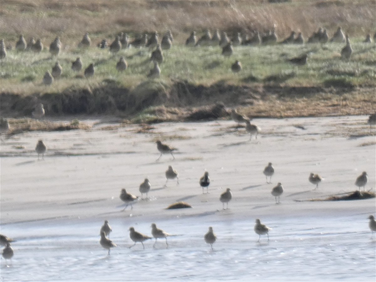 European Golden-Plover - ML418508871