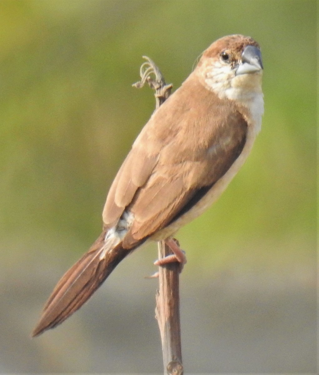 Indian Silverbill - ML418508971