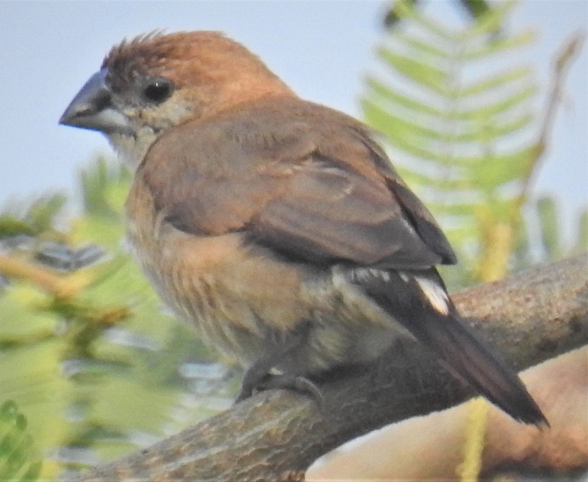 Indian Silverbill - ML418508981