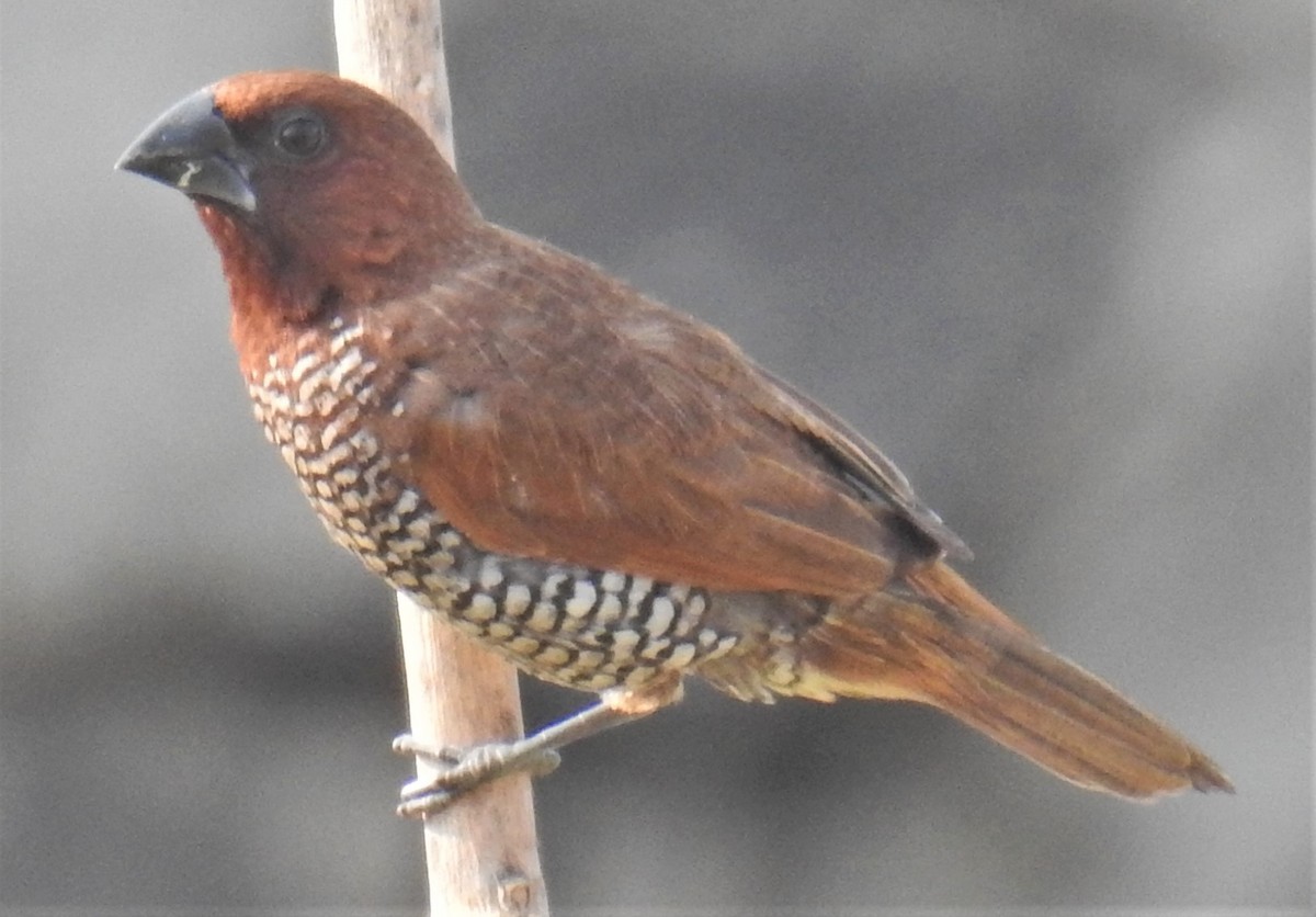 Scaly-breasted Munia - ML418509071