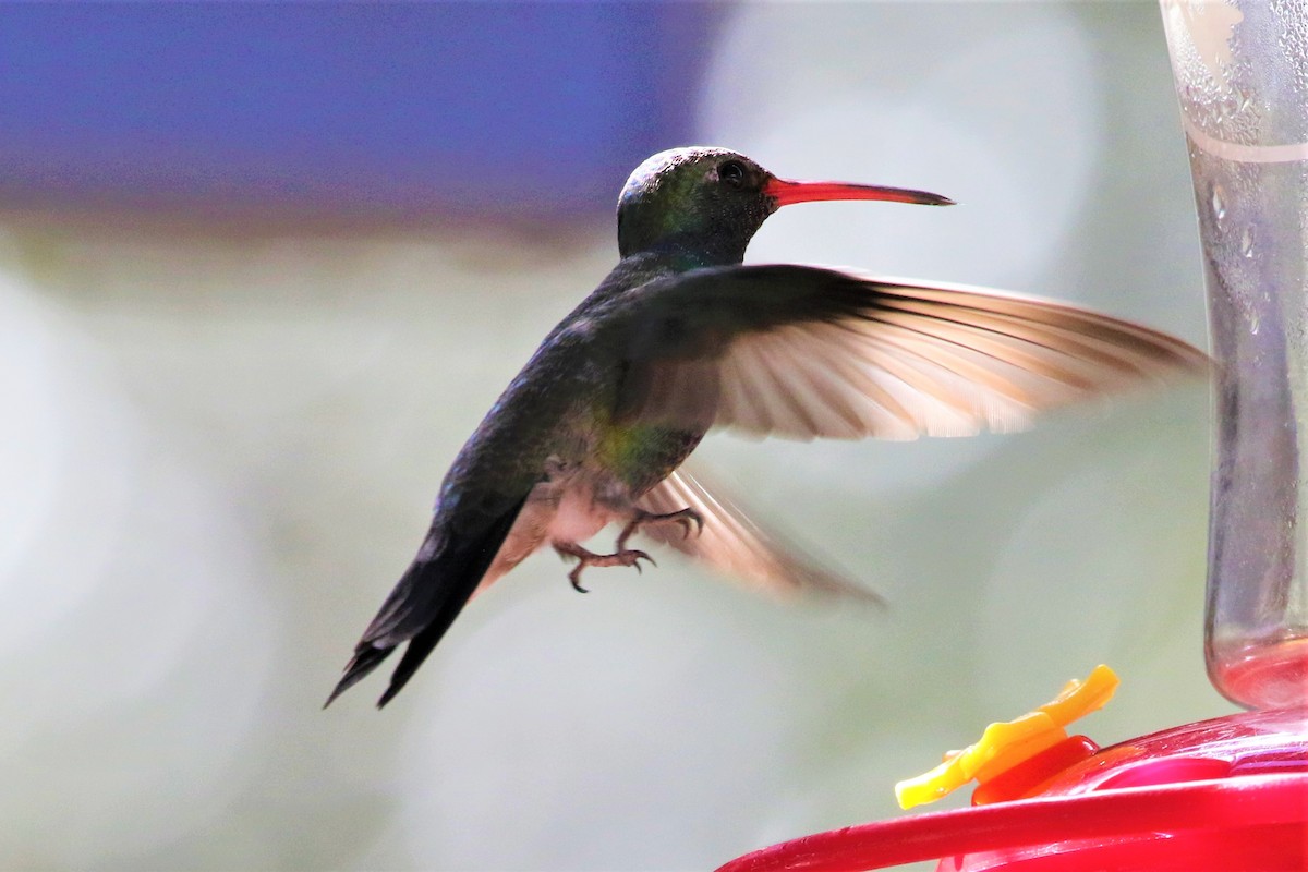 Broad-billed Hummingbird - Rick Read