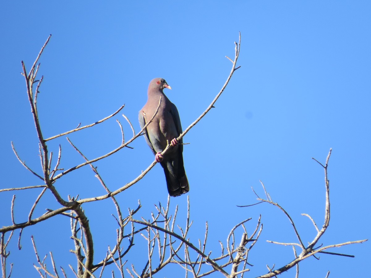 Red-billed Pigeon - ML418509321