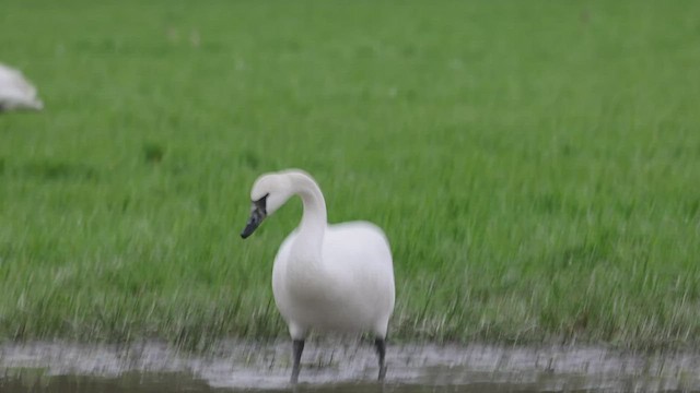 Cisne Trompetero - ML418510041