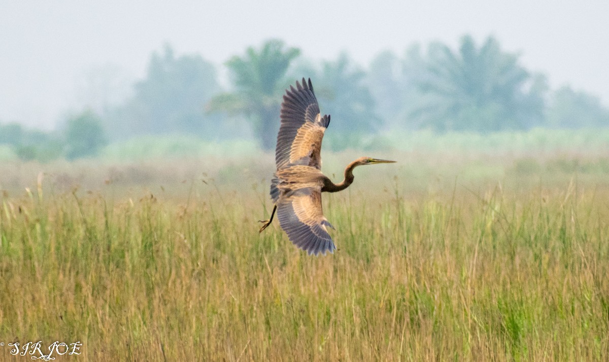 Purple Heron - ML418510131