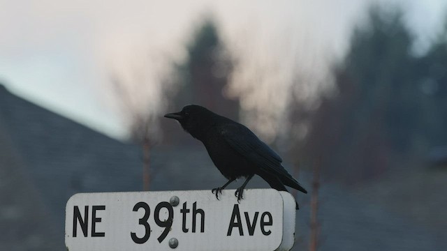 American Crow - ML418510821