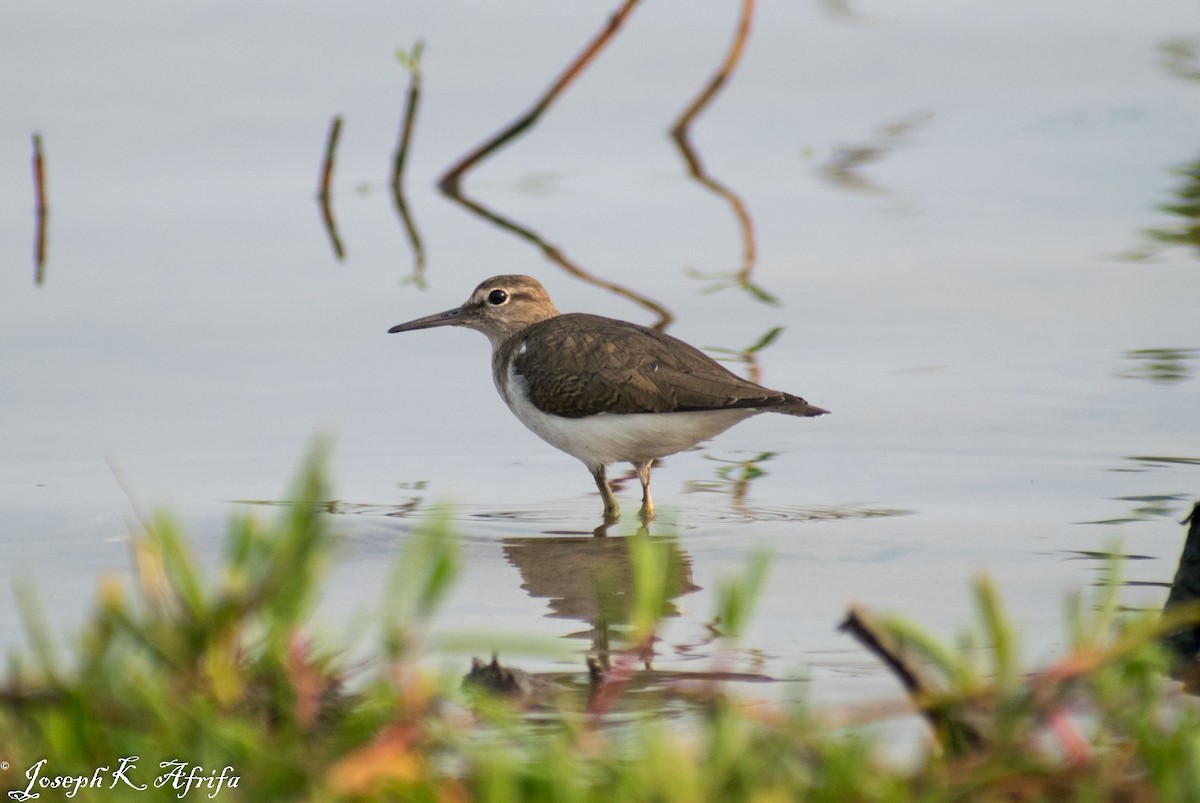 Common Sandpiper - ML418511181