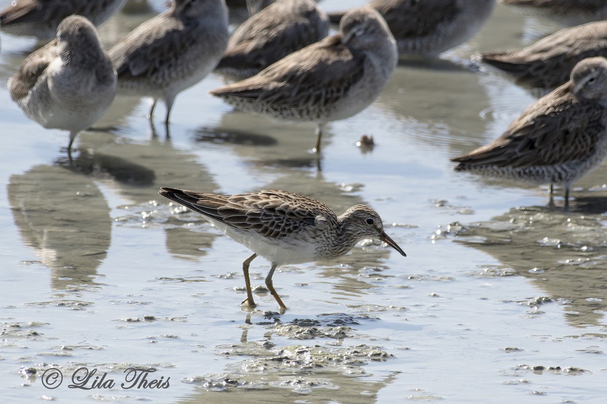 Pectoral Sandpiper - Lila Theis