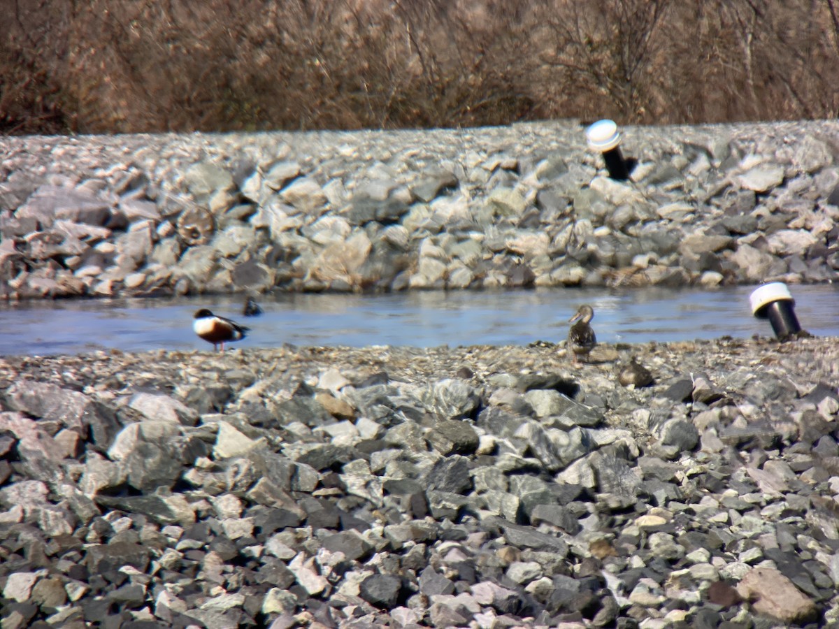 Northern Shoveler - Jeff Kenney