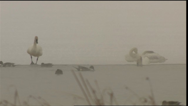 Tundra Swan (Whistling) - ML418516