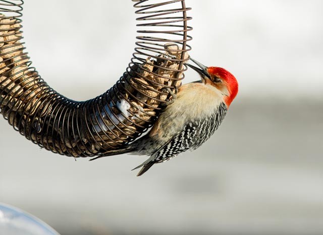 Red-bellied Woodpecker - ML418516281