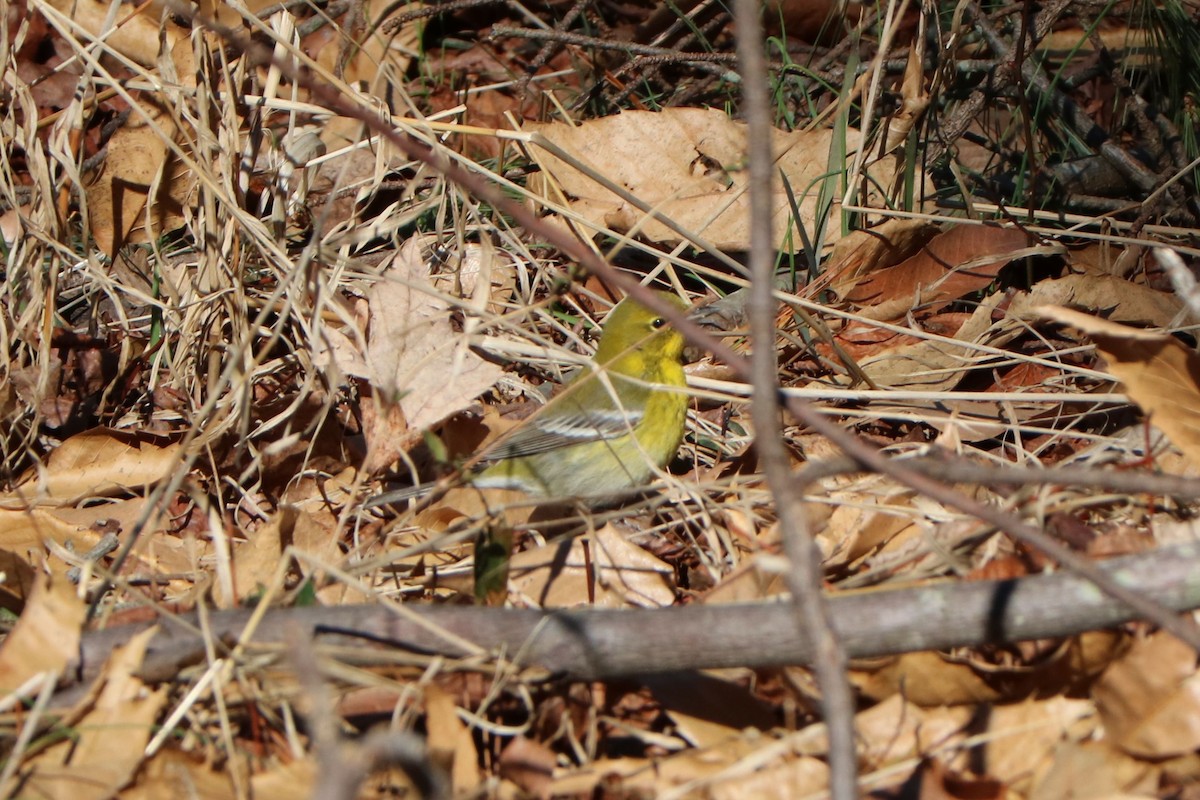 Pine Warbler - Jack & Jean Filigenzi