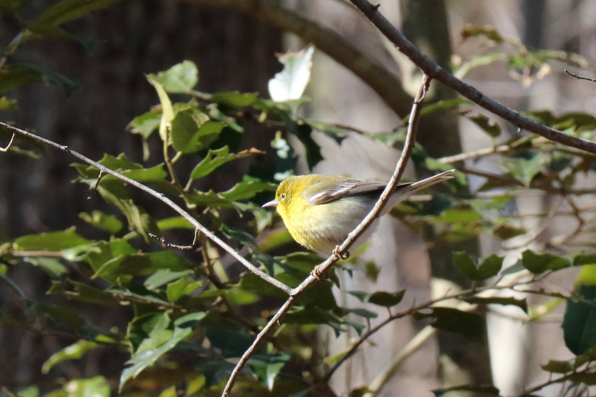 Pine Warbler - Jack & Jean Filigenzi