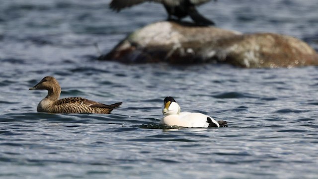 Common Eider (Eurasian) - ML418517141