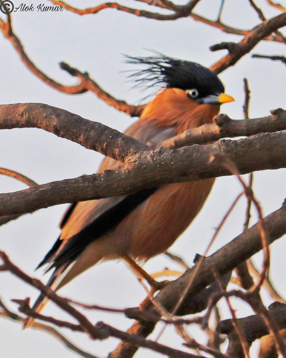 Brahminy Starling - ML418517711