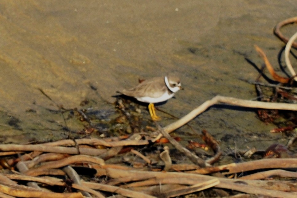 Semipalmated Plover - ML41851801