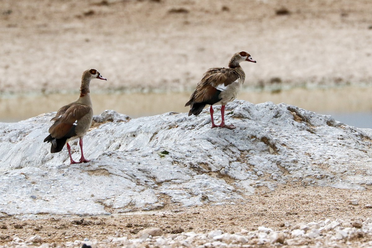 Egyptian Goose - ML418518031