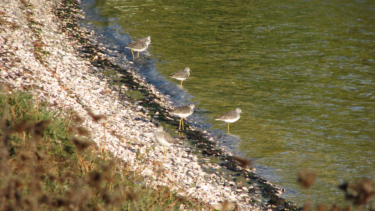 Greater Yellowlegs - ML41851951