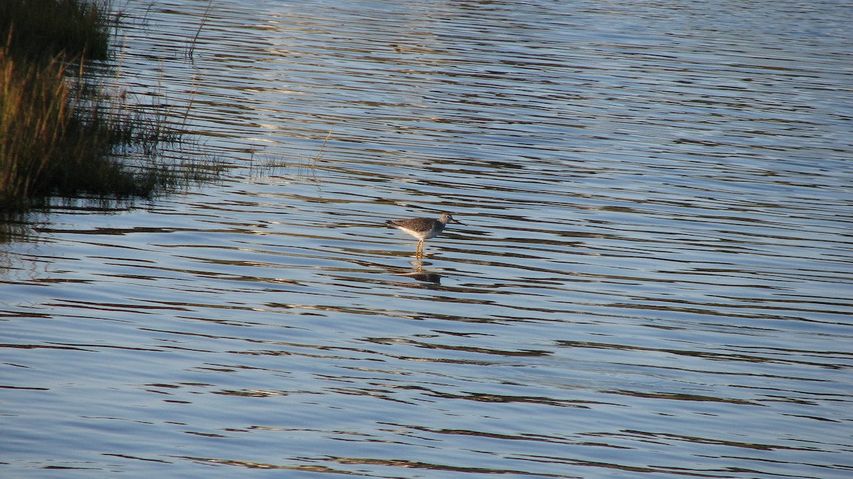 Greater Yellowlegs - ML41852021