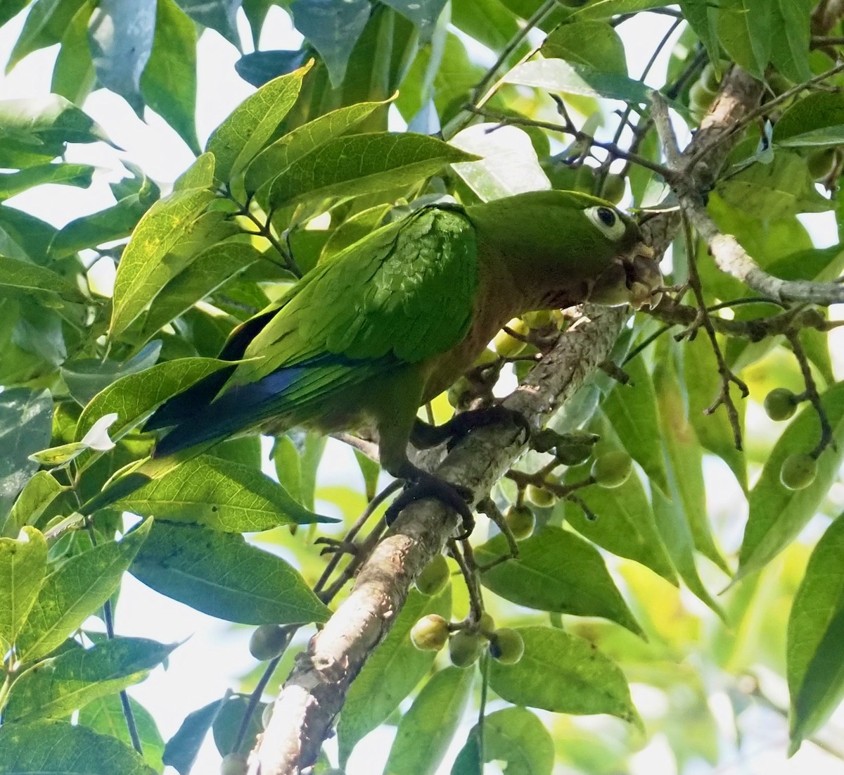 aratinga jamajský - ML418522071