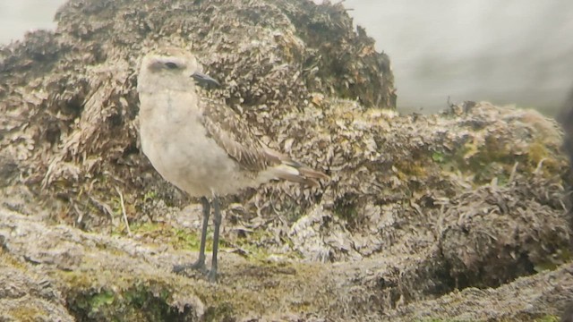 American Golden-Plover - ML418522561